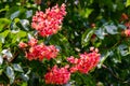 Blooming red horse-chestnut Aesculus Ãâ carnea